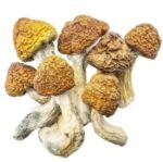 Champignons Magiques – Malabar