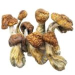 Champignons Magiques – Méchants Bleus