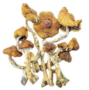 Champignons Magiques – Magie Cambodgienne